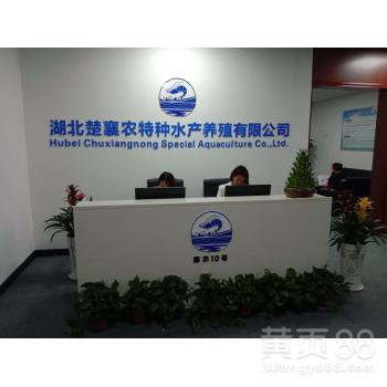荊州工廠化養殖白對蝦廠 開啟現代化高效水產養殖新篇章
